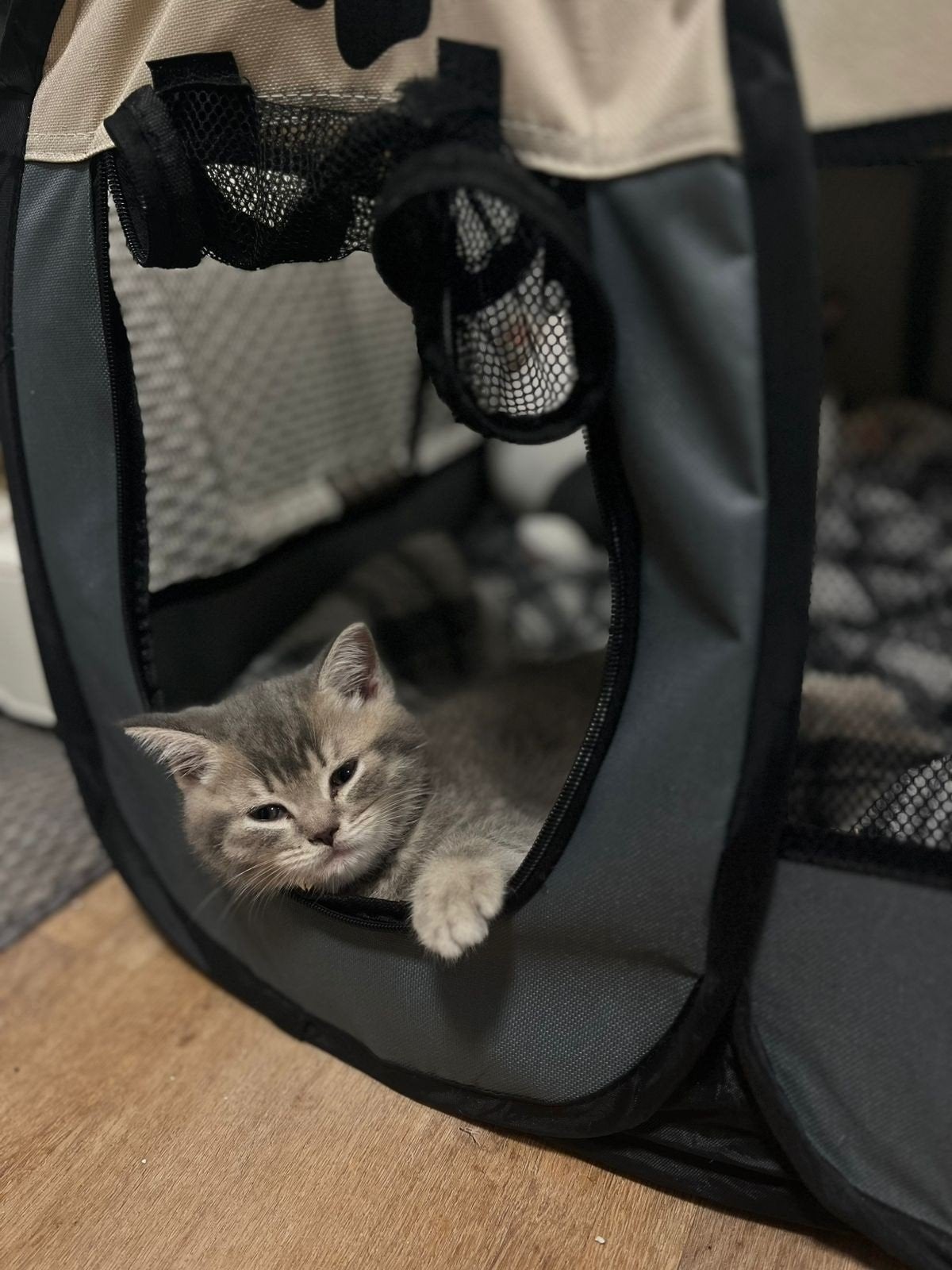 🍂 Prachtige Britse Korthaar Blauw Tabby Kater te koop 🐾, Kater, Gechipt, 0 tot 2 jaar