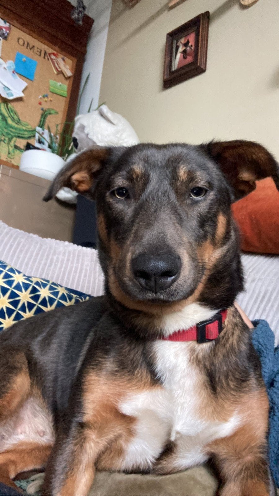 Pien is ter adoptie!, Handelaar, 1 tot 2 jaar, Buitenland, Teef