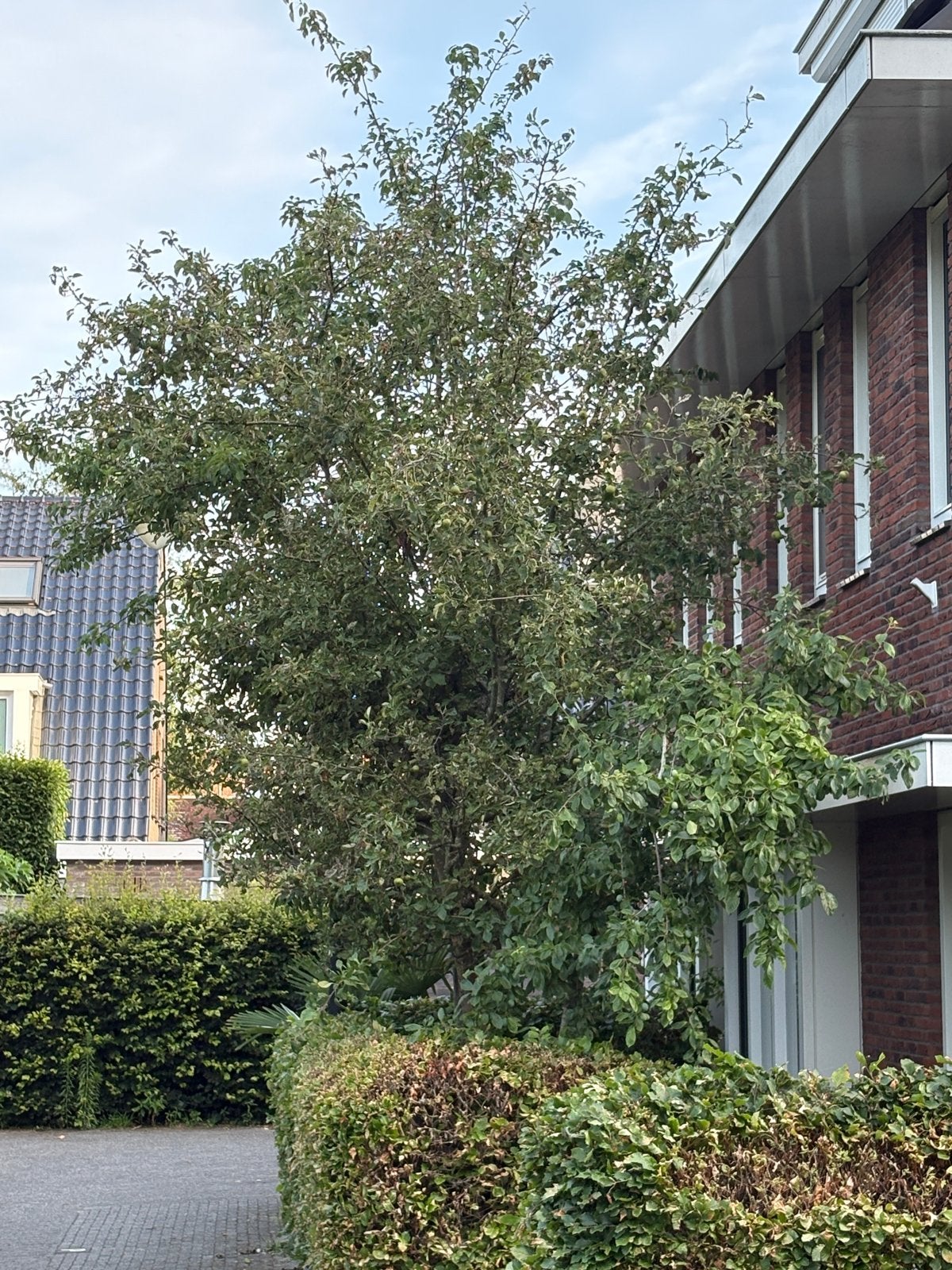 3 Grote fruitbomen voor tuin of landschap, Overige soorten, 250 tot 400 cm, Zomer, Ophalen