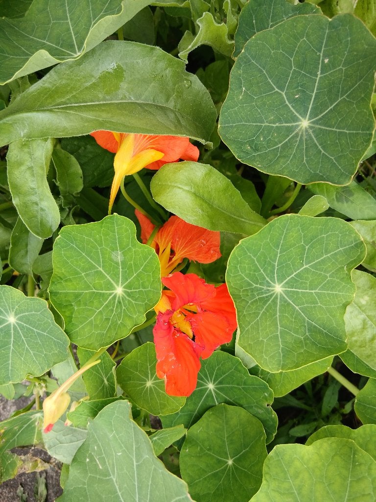 Oostindische kers, Volle zon, Vaste plant, Zomer, Ophalen