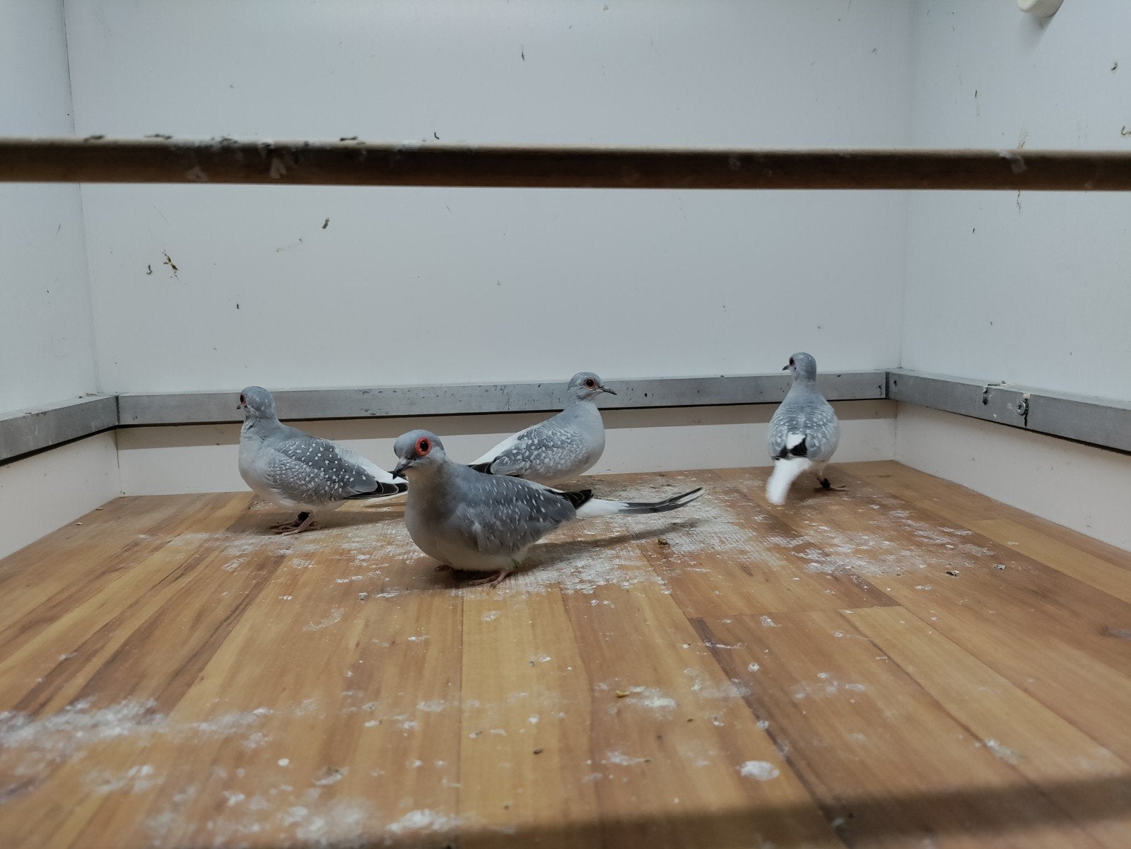 diverse vogels uit de buitenvoliére, Dieren en Toebehoren, Geslacht onbekend, Geringd