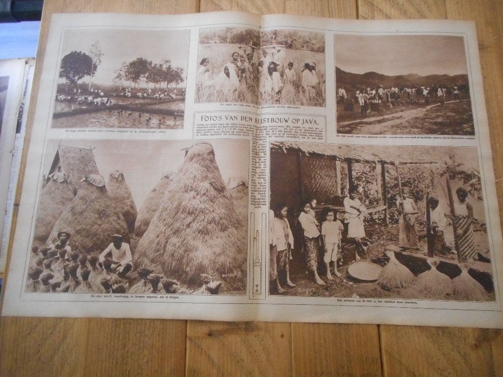 Java. Rijstbouw. 1923., Verzamelen, Ophalen of Verzenden, 1920 tot 1940, Knipsel(s)