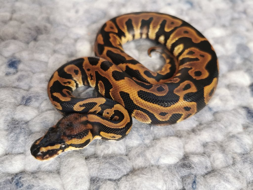1.0 Leopard (het Clown) Koningspython, Dieren en Toebehoren, Slang, Tam, 0 tot 2 jaar