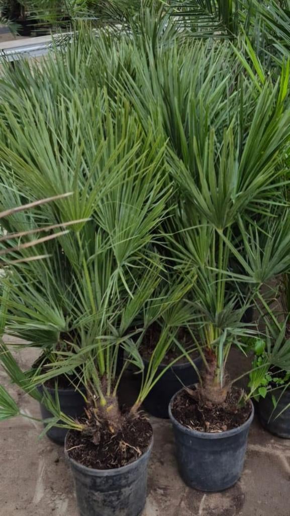 Chamerops humelis palmboom winterhard., Tuin en Terras, Planten | Bomen, 100 tot 250 cm, Zomer, Palmboom, Ophalen