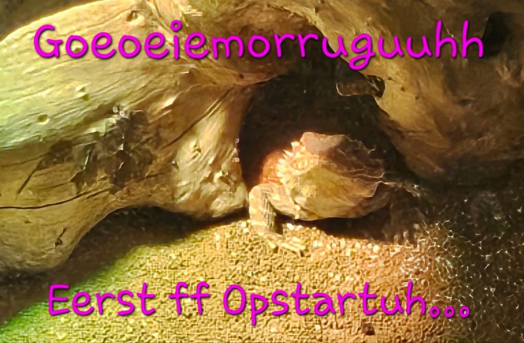 Rode baardagaam Dame Bearded Dragon - female for sale from Maaike