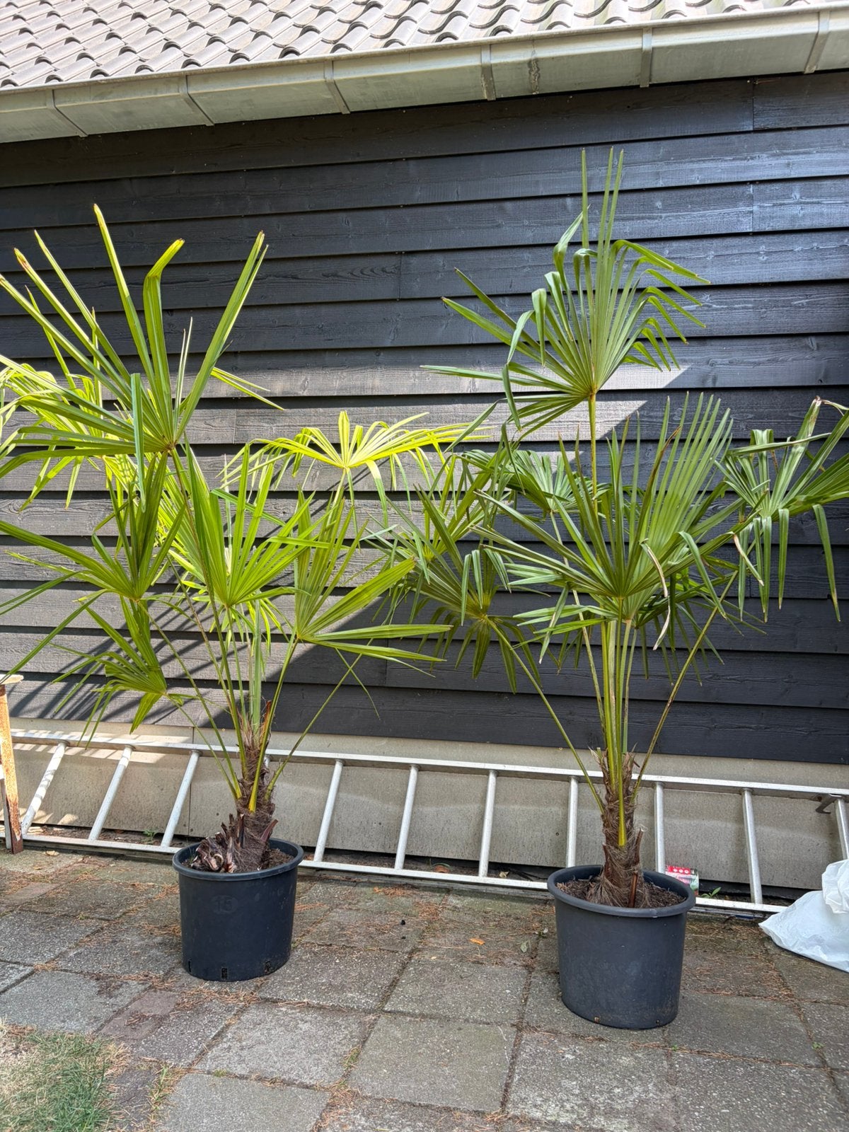 Trachycarpus Fortunei winterharde palmboom, Halfschaduw, Lente, 100 tot 250 cm, Palmboom