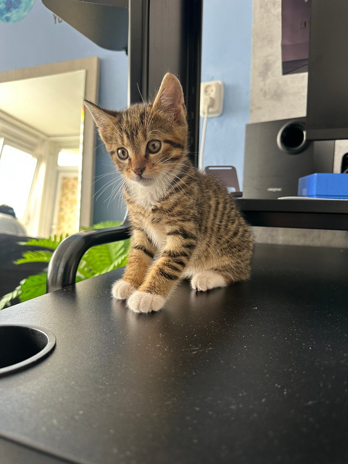 kitten 8 weken europese x mix, Kater, Ontwormd