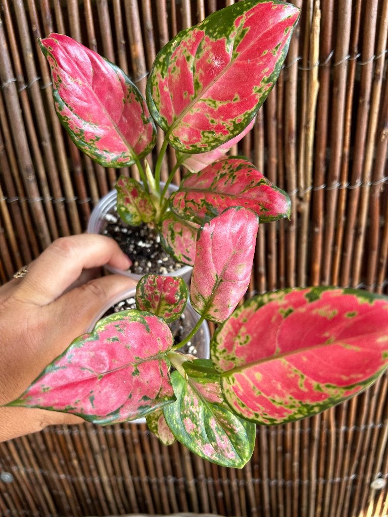 Aglaonema Red Zircon., Overige soorten, In pot, Minder dan 100 cm, Halfschaduw