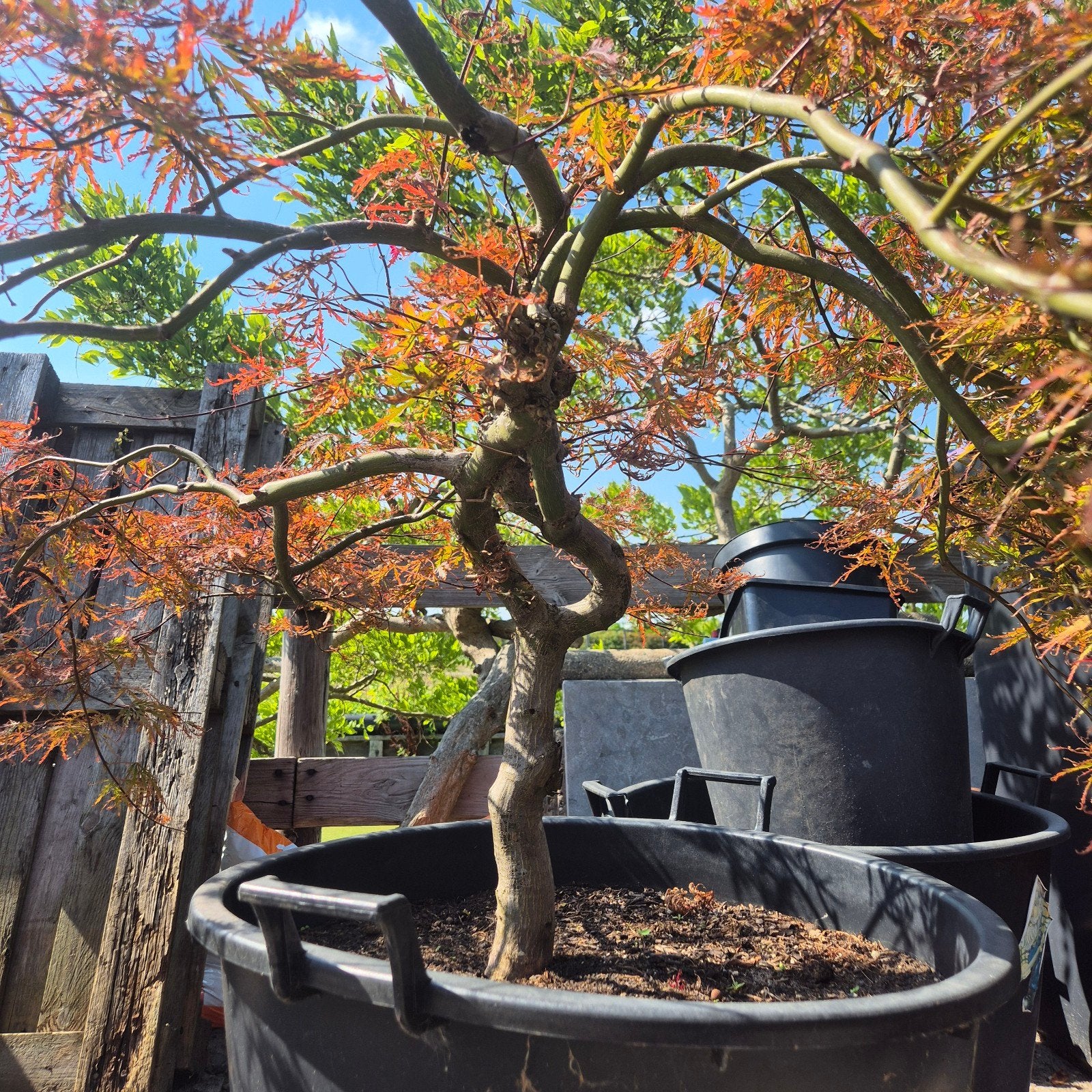 acer, Ophalen of Verzenden
