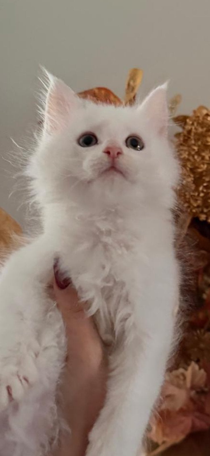 Maine coon kitten, Kater, Ontwormd, 0 tot 2 jaar