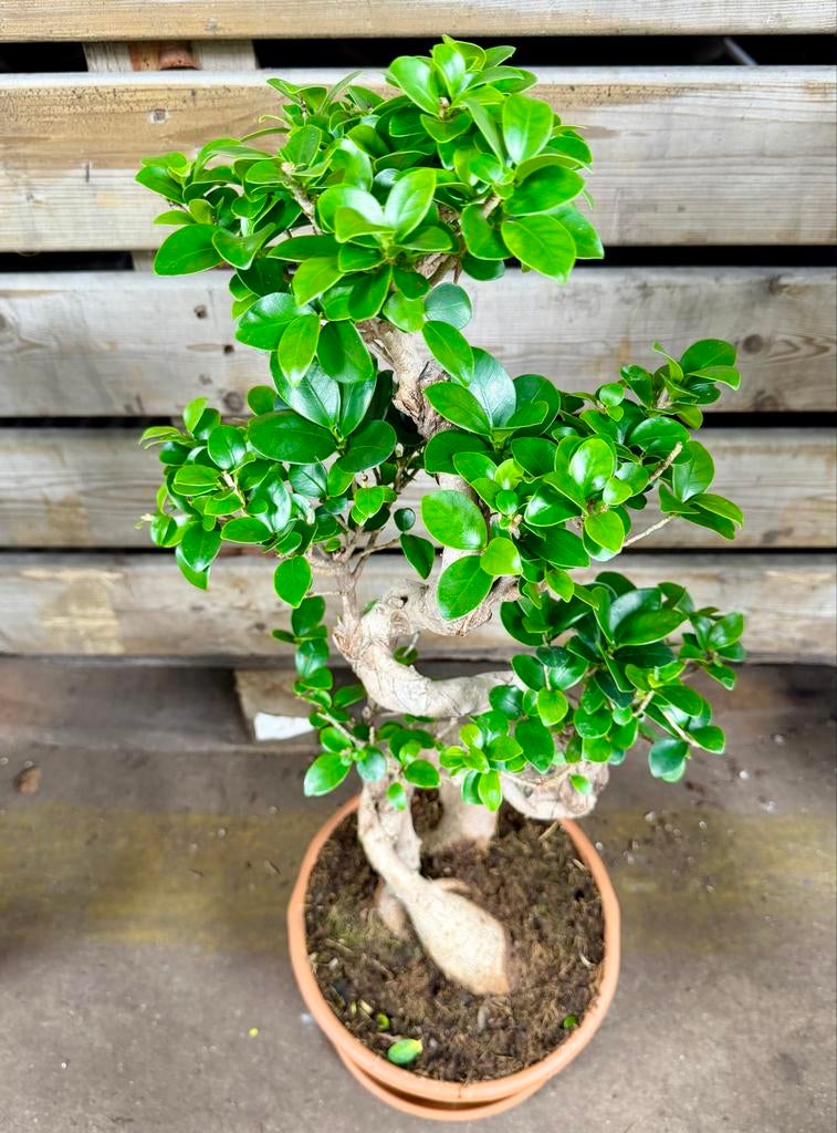 Prachtige Bonsai Ficus Microcarpa 'Ginseng', Huis en Inrichting, Kamerplanten, Ophalen of Verzenden