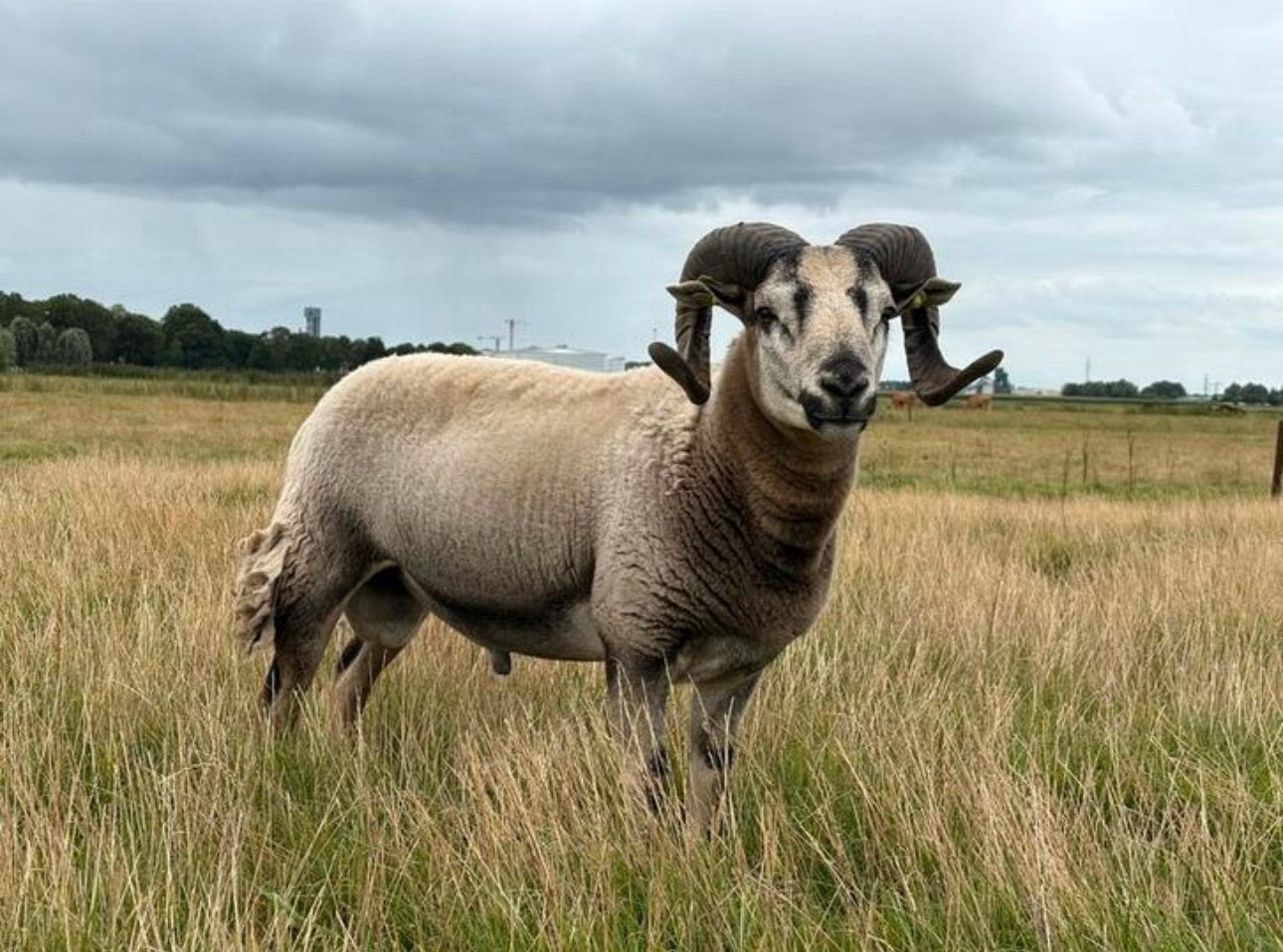 Dekram Wiltshirehorn x Maasduinen, Mannelijk, Schaap