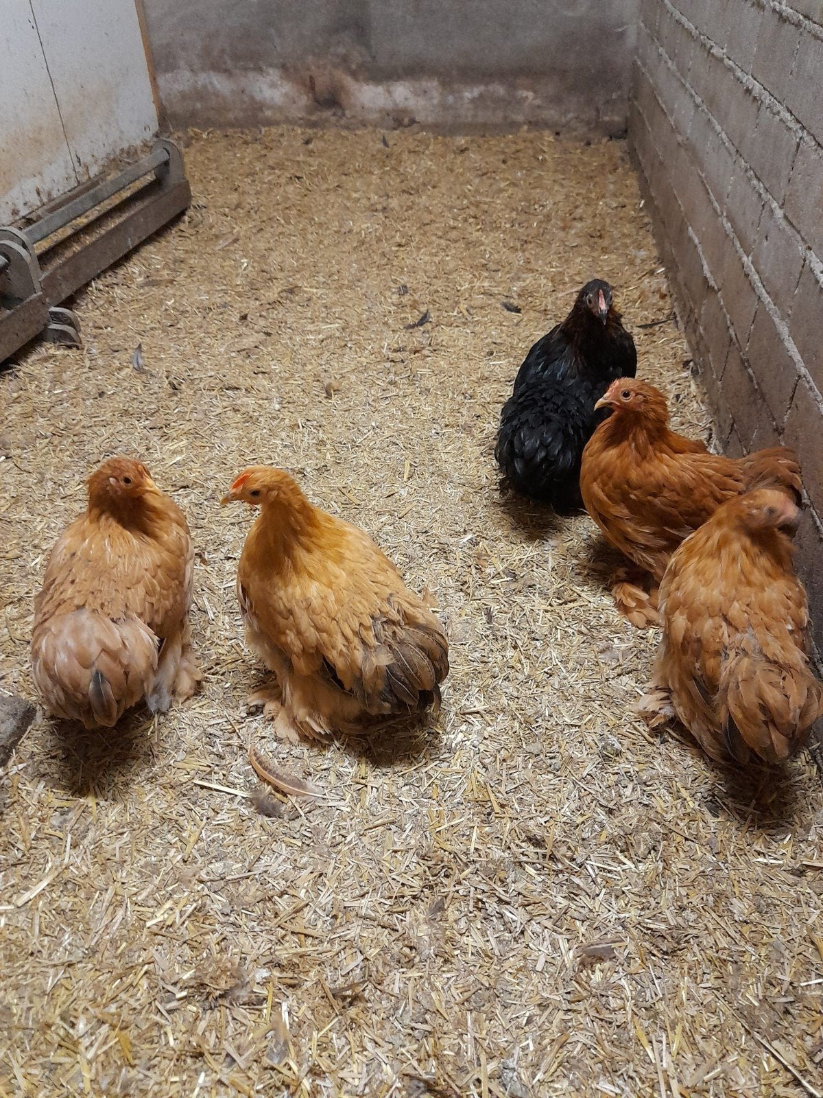 5 mooie cochin hennetjes, Dieren en Toebehoren, Vrouwelijk, Kip