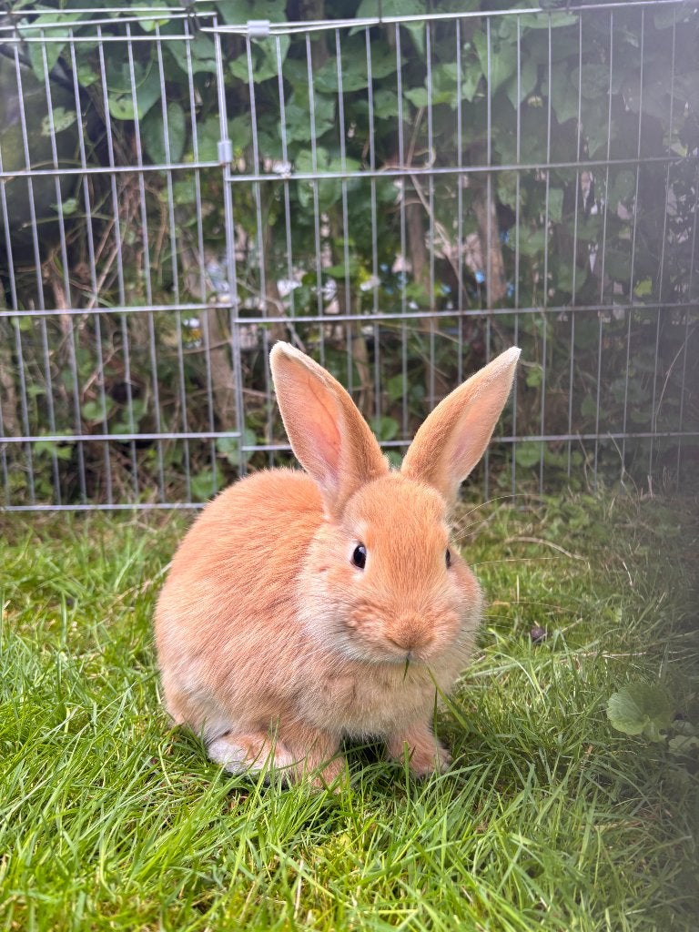 Super tamme en lieve konijntjes, Dieren en Toebehoren, Meerdere dieren, Klein, 0 tot 2 jaar