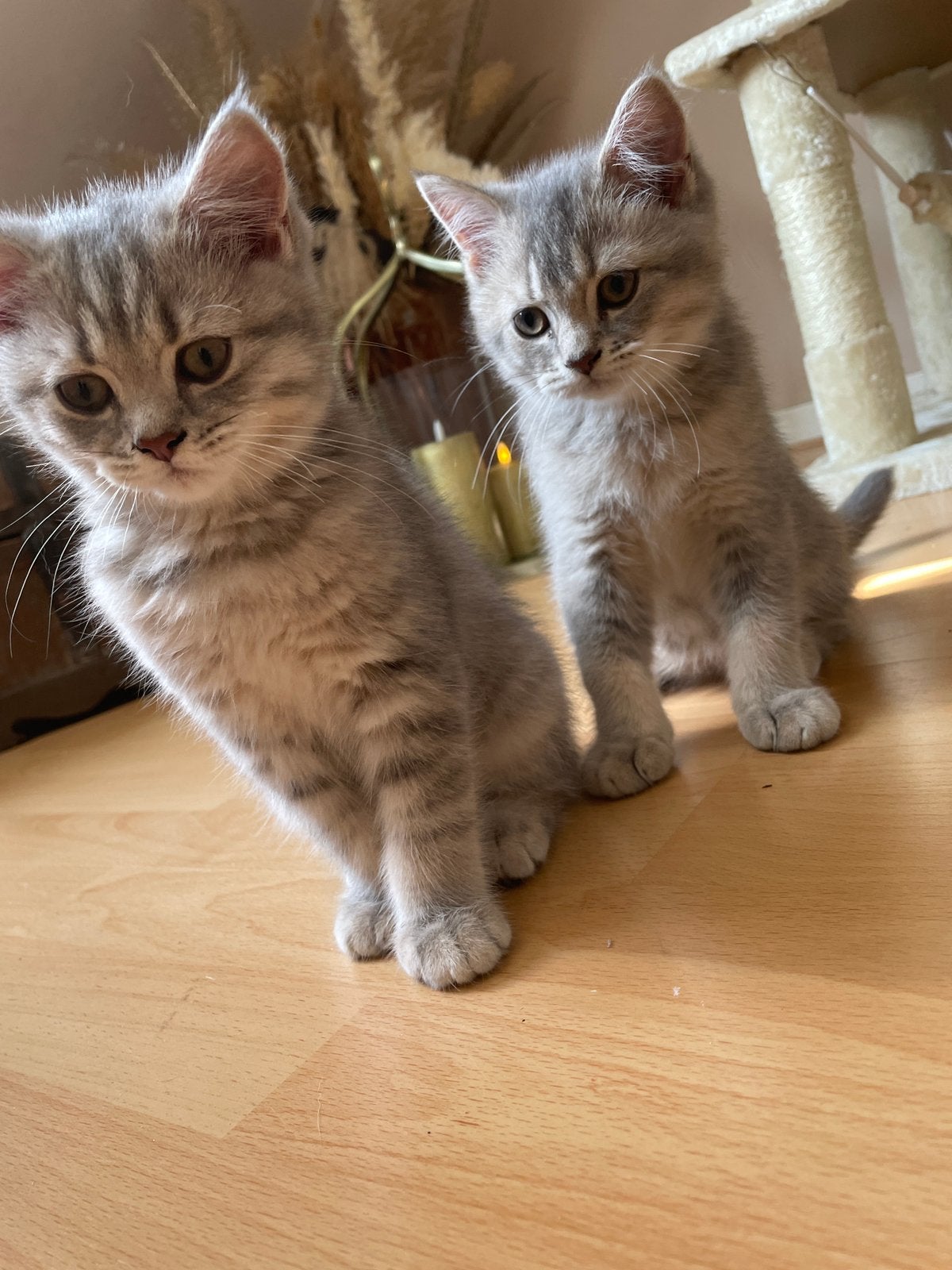 Prachtig britse korthaar kittens 2, Dieren en Toebehoren, Katten en Kittens | Raskatten | Korthaar, Kater, Met stamboom, 0 tot 2 jaar