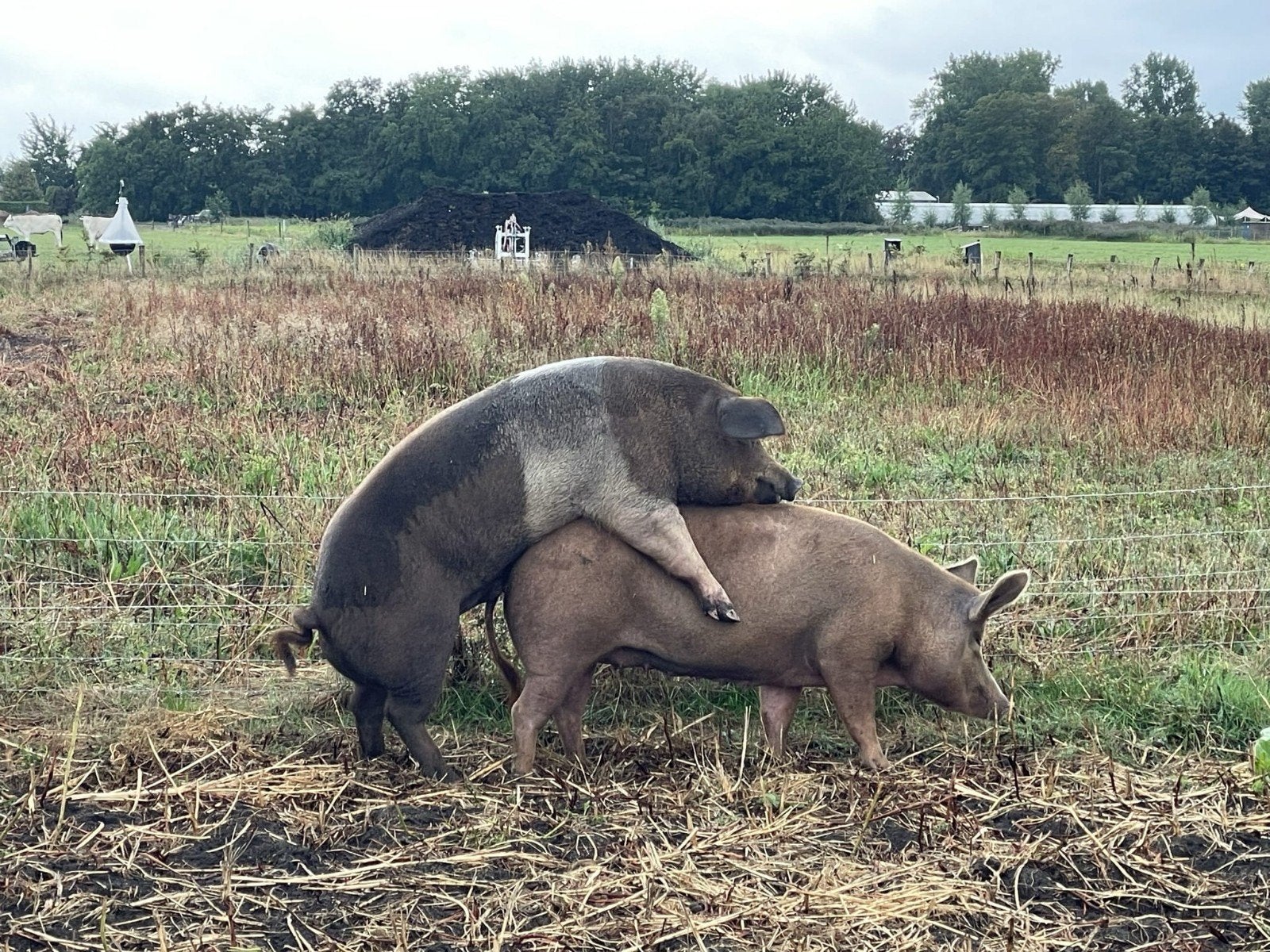 Husumer dekbeer te koop, Dieren en Toebehoren, Mannelijk, Varken, 0 tot 2 jaar