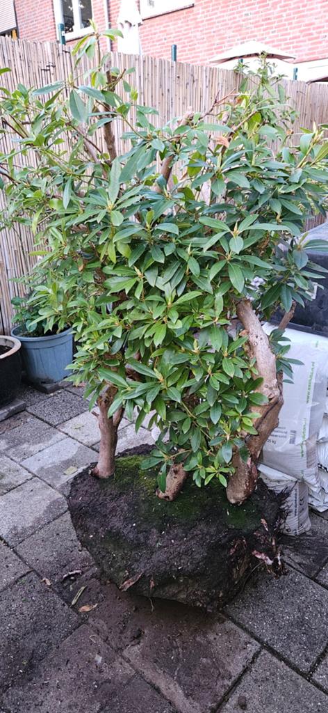 Grote Rhododendron Struik - Direct Plantklaar, Tuin en Terras, Ophalen, Rhododendron, Struik, 100 tot 250 cm