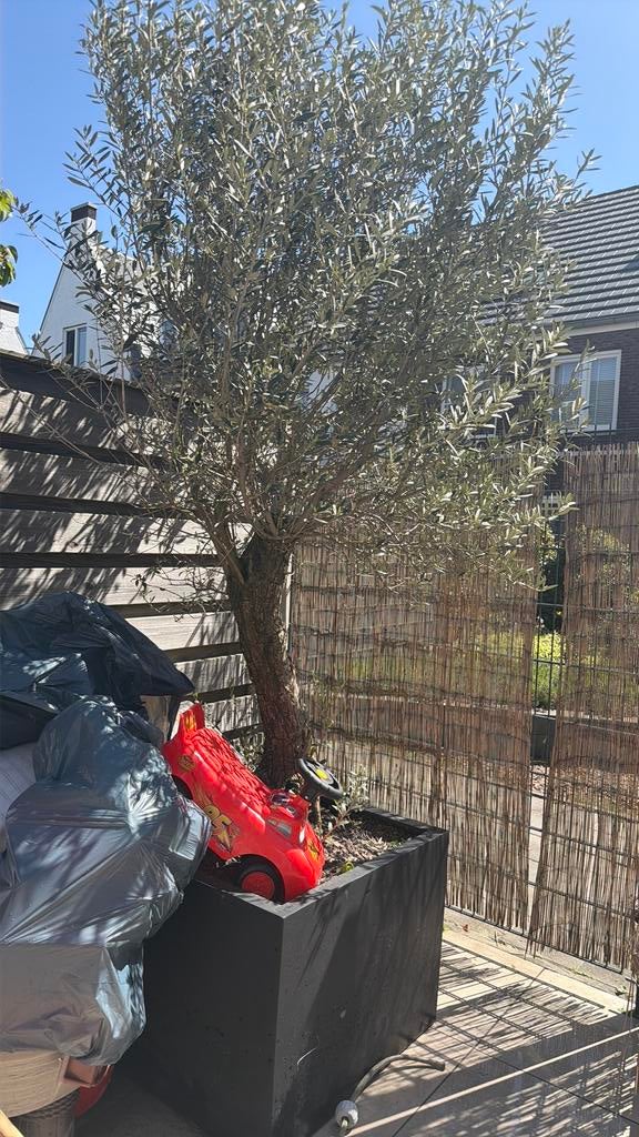 OLIJFBOOM nieuw pijs 1000 euro, 100 tot 250 cm, Olijfboom, Zomer, Ophalen