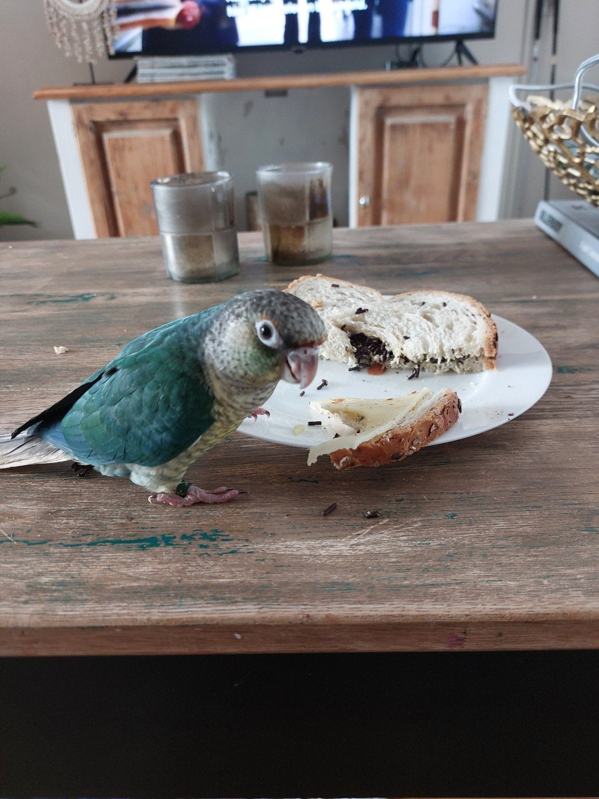 Pyrrhura molinae turquoise Te koop, Dieren en Toebehoren, Vogels | Parkieten en Papegaaien, Meerdere dieren, Dwergpapegaai of Agapornis