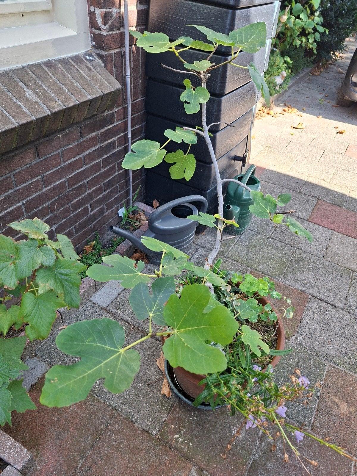 Vijg plant wintervast, Ophalen of Verzenden, Minder dan 100 cm, Vijgenboom, Zomer