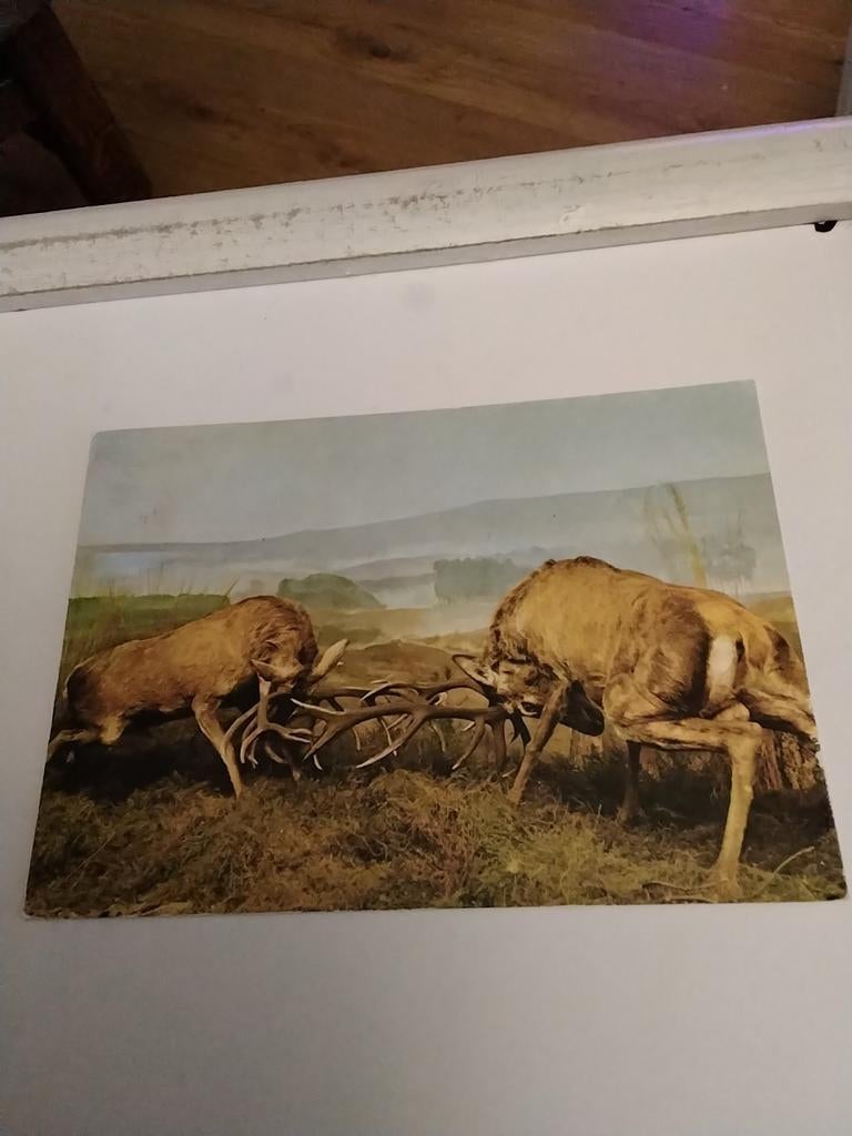 HOLTEN / VECHTENDE EDELHERTEN. MUSEUM "PIET BOS", Ophalen of Verzenden