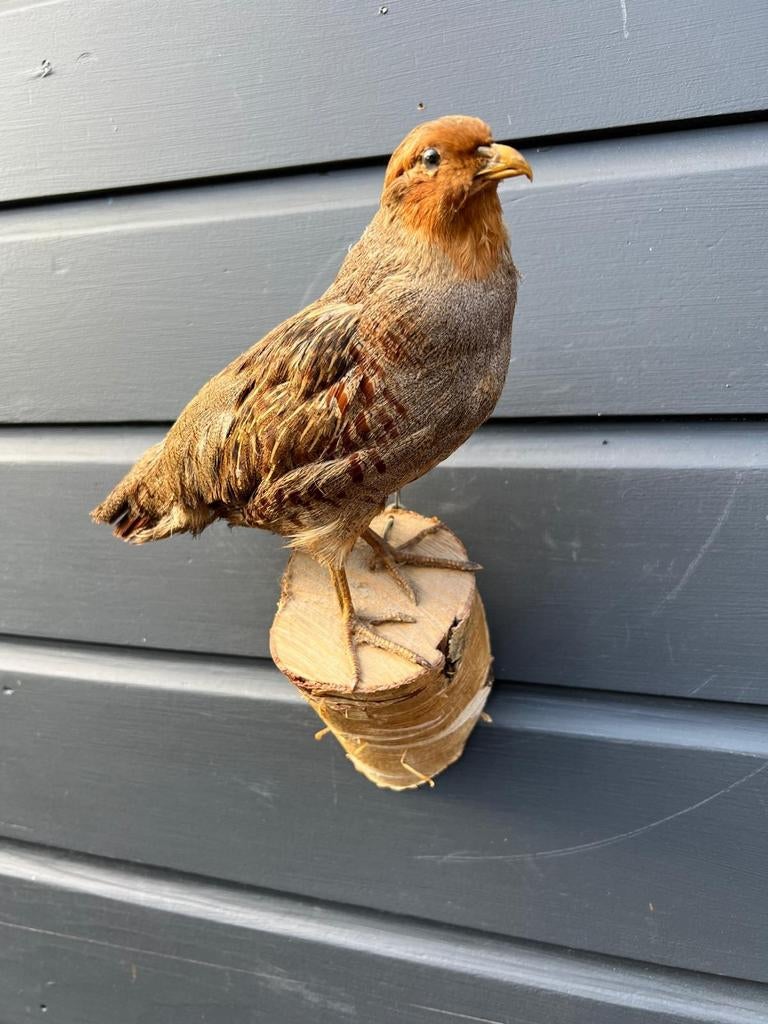 Prachtige Patrijs, Ophalen of Verzenden, Zo goed als nieuw, Vogel, Opgezet dier