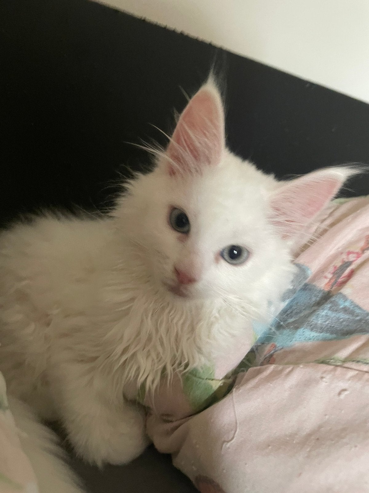 Kittens Maine Coon/ wit/ te koop, Meerdere dieren, 0 tot 2 jaar