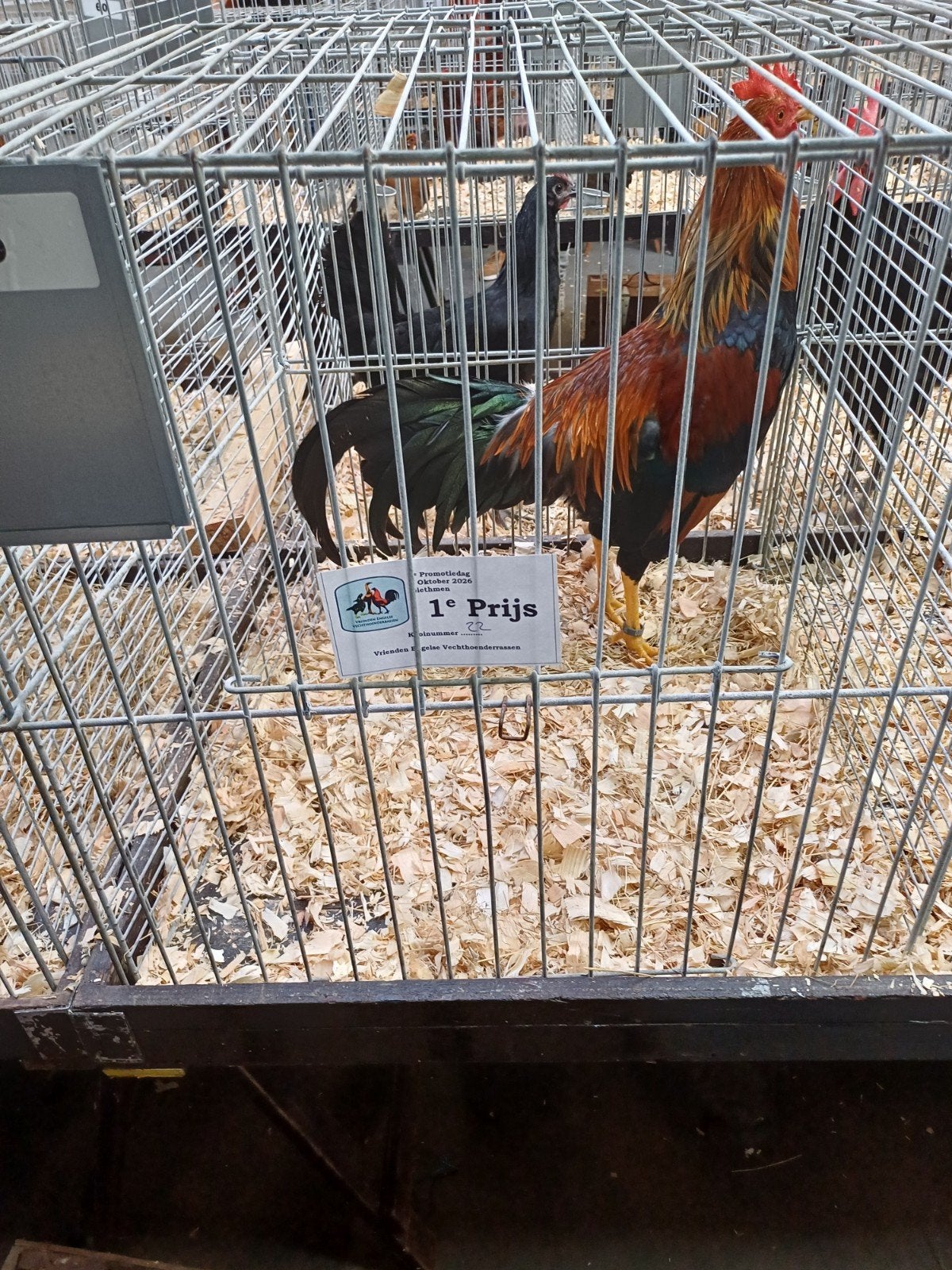 Tekoop jonge  patrijs leghorn hanen, Ophalen, Nieuw, Hout, Vogelkooi