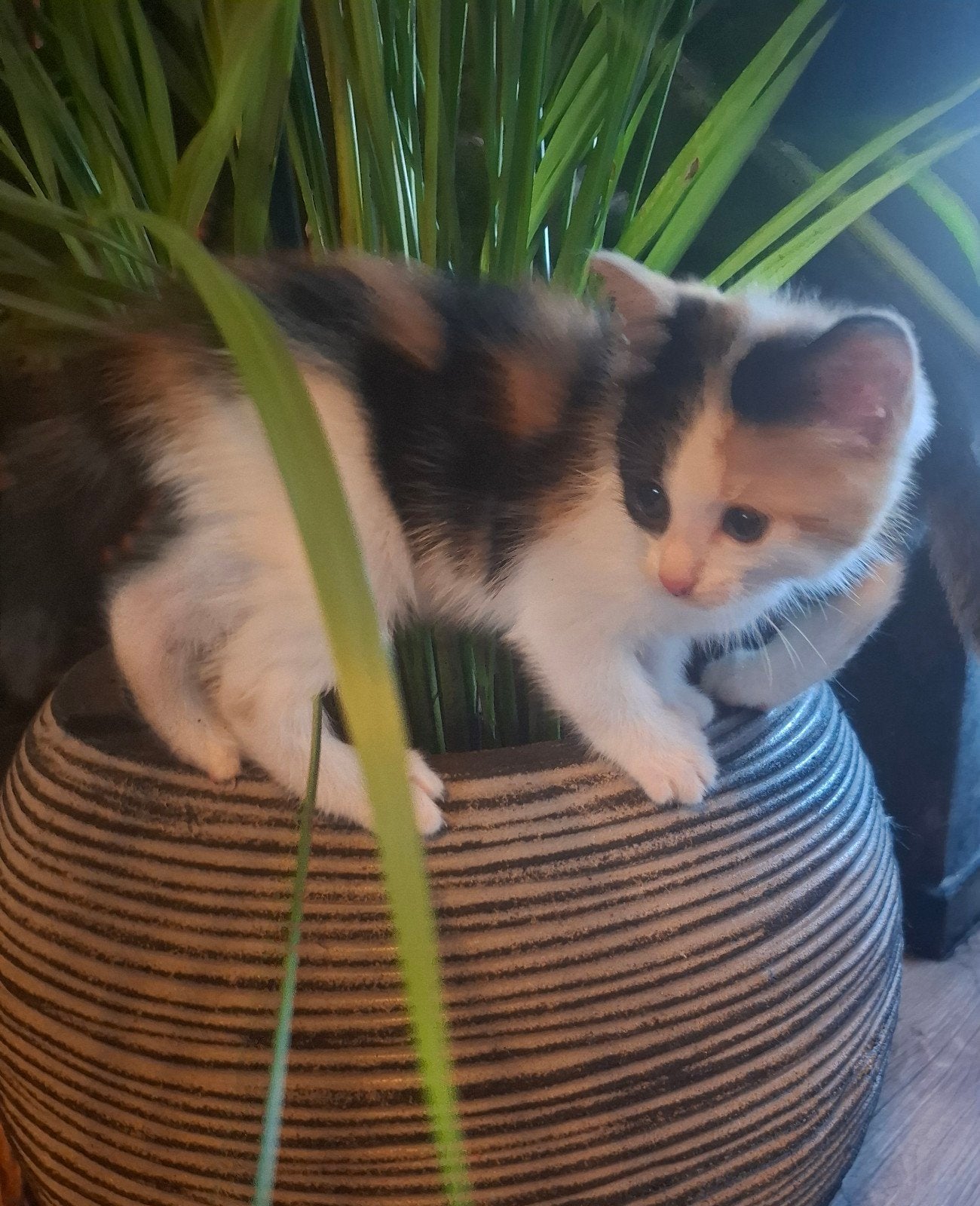 Prachtige kruizing main-coon kittens, Dieren en Toebehoren, Katten en Kittens | Raskatten | Langhaar, Poes, Ontwormd, 0 tot 2 jaar