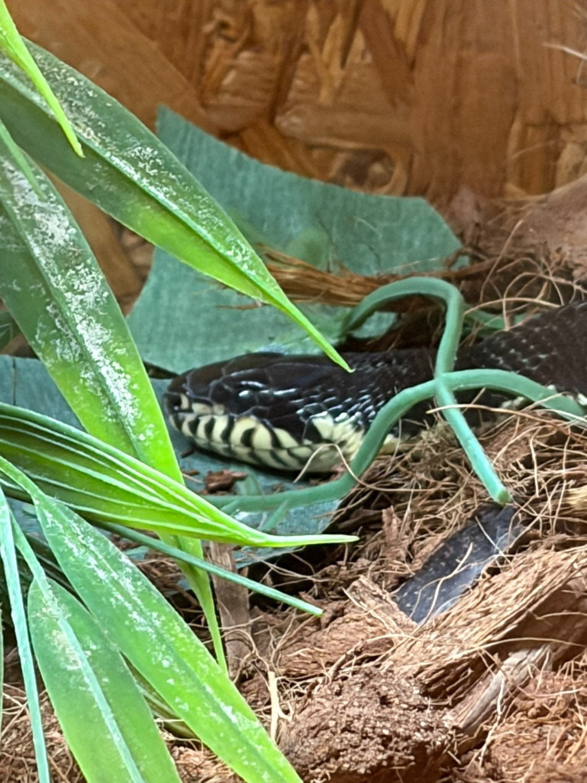 Russische rattenslang, Elaphe schrenkii Rat Snake - male for sale from Samira