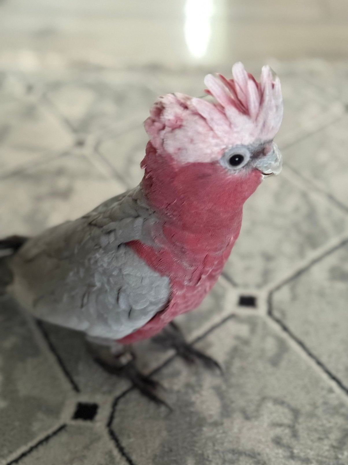 Roze kaketoe, Mannelijk, Papegaai, Geringd