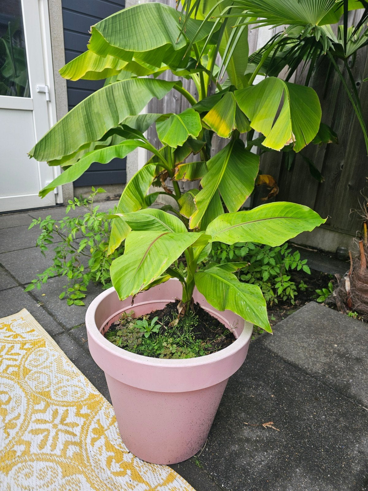 mooie stek vd bananenplant met pot en meer 4.95 pst, Ophalen, Vaste plant, Overige soorten, Volle zon