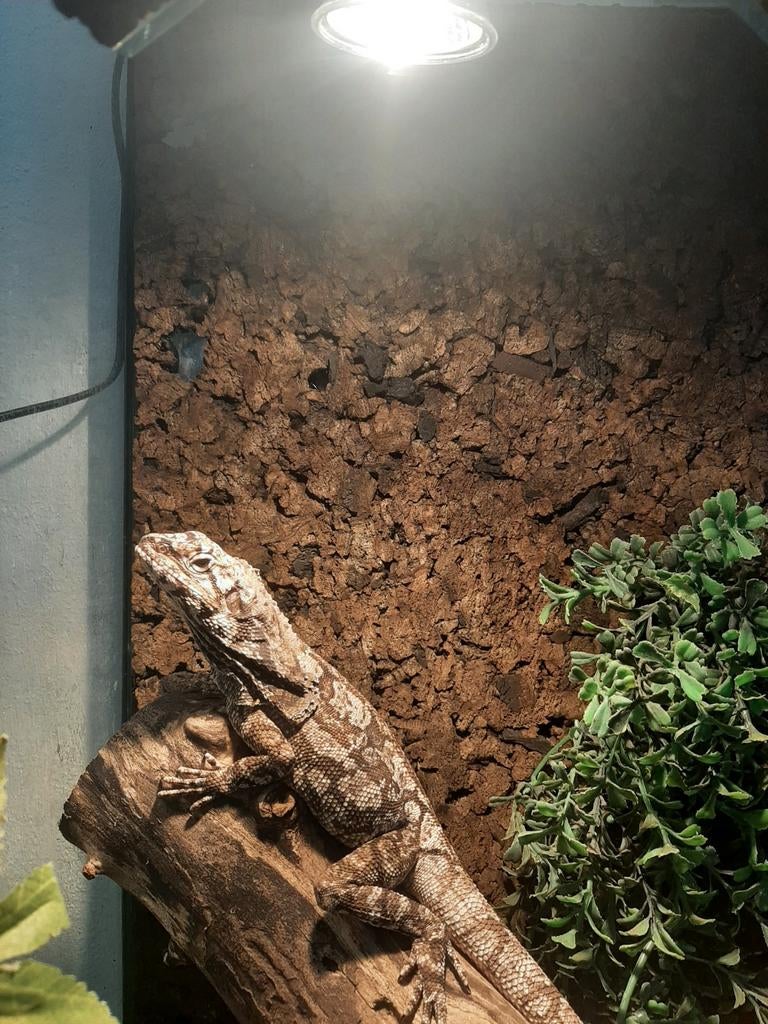 Kraaghagedis (Chlamydosaurus Kingii) Indisch, Dieren en Toebehoren, Reptielen en Amfibieën, Hagedis, Tam, 0 tot 2 jaar
