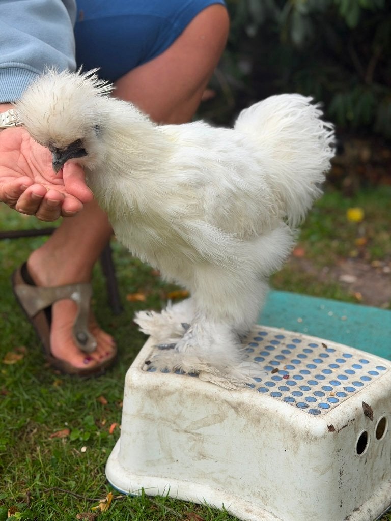 Mooie, Raszuivere US Silkie haantjes wit,, Dieren en Toebehoren, Mannelijk, Kip