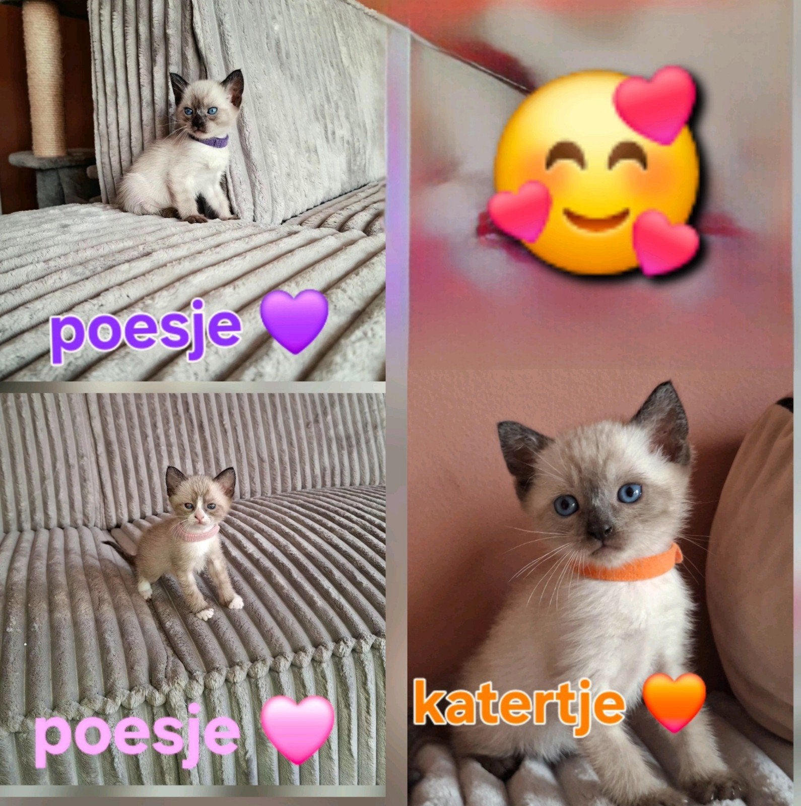 siamese kittens, Meerdere dieren, Ontwormd, 0 tot 2 jaar