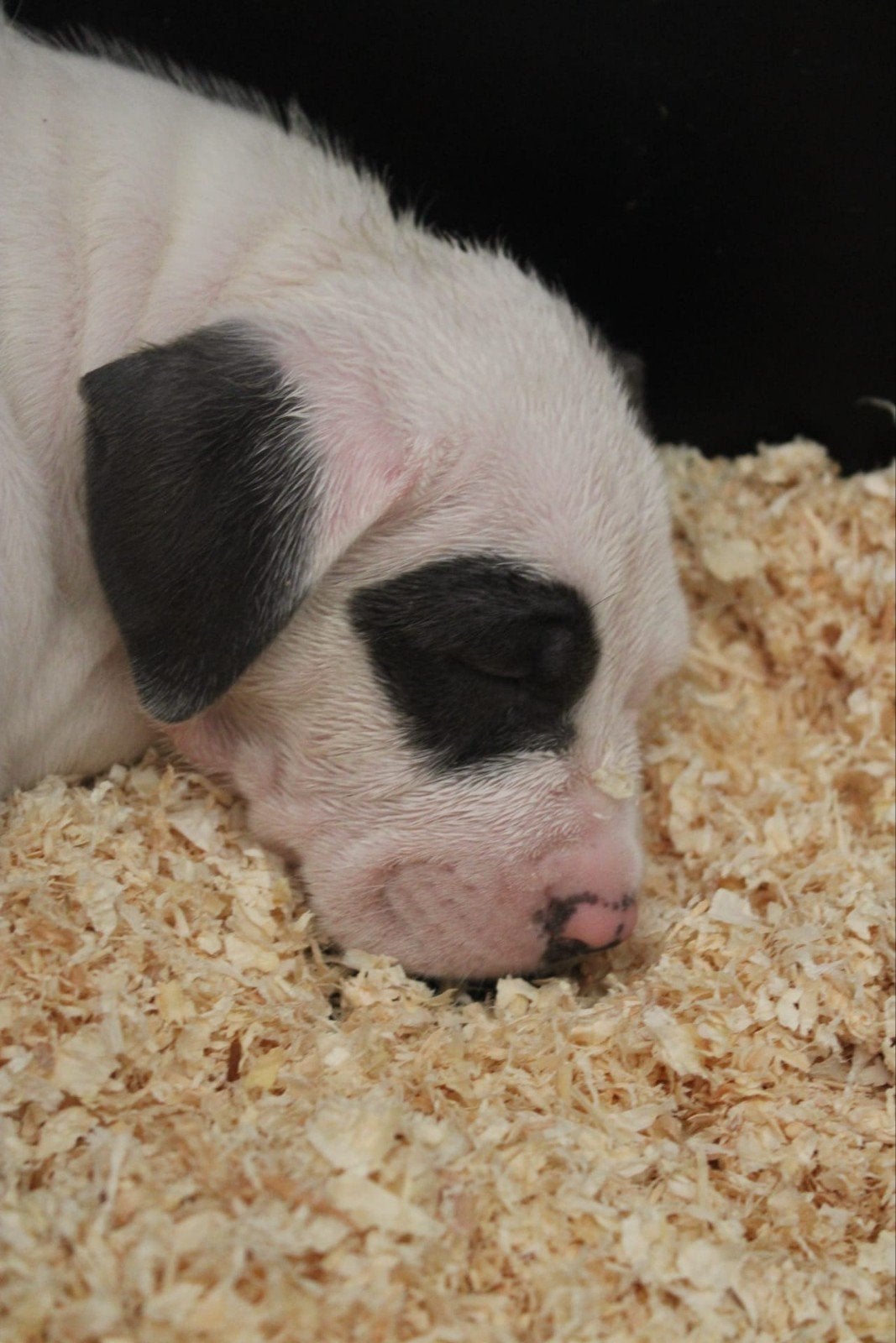 american bully  pups  Dbkc stamboom 23 augustus  verhuizen, Dieren en Toebehoren, Parvo, Overige rassen, 8 tot 15 weken, Meerdere