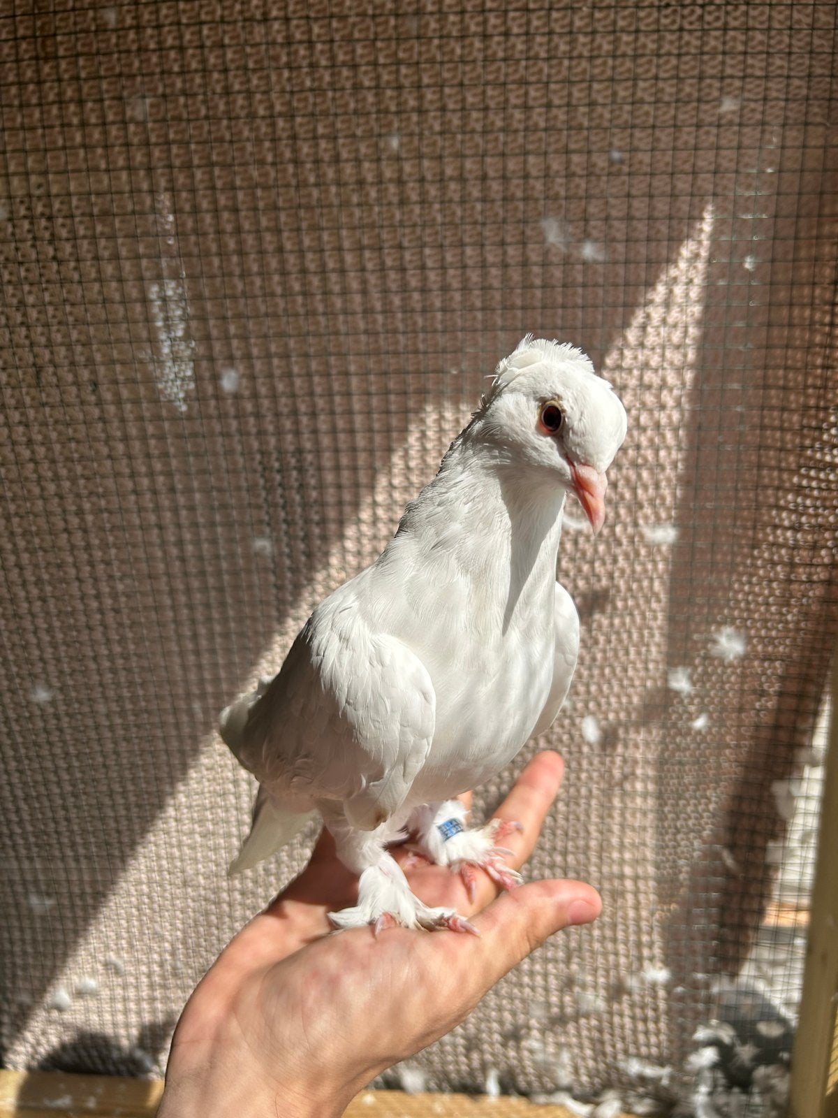 Ik verkoop het goedkoop omdat ik ga verhuizen., Dieren en Toebehoren, Vogels | Duiven, Mannelijk, Postduif