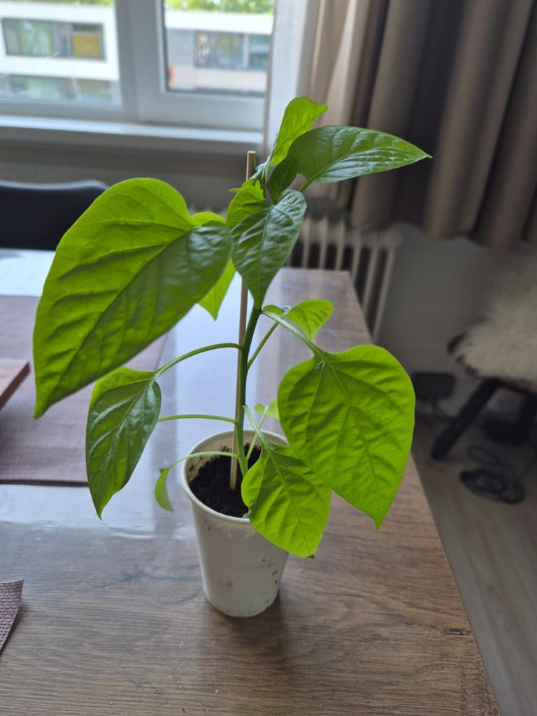 Jalobi hete peper planten, Ophalen, Halfschaduw, Minder dan 100 cm