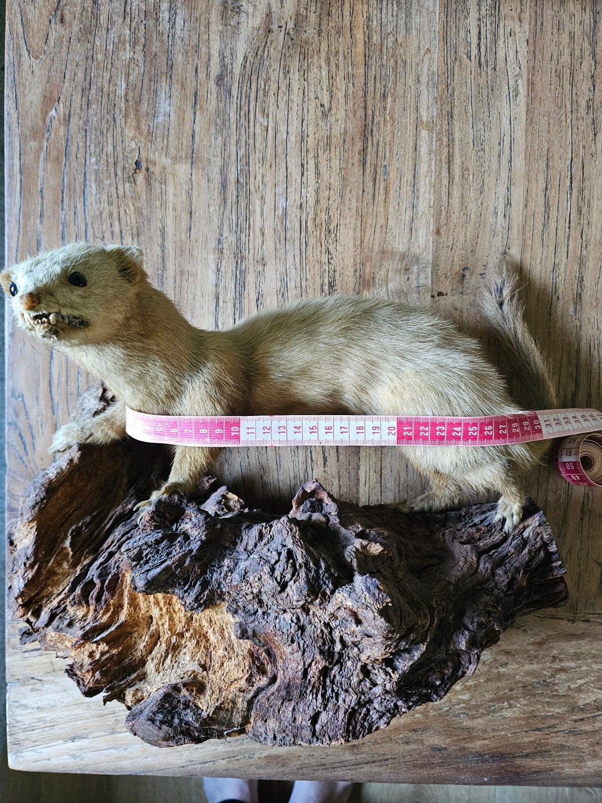 Opgezette hermelijn, marterachtige op hout, Ophalen of Verzenden, Gebruikt