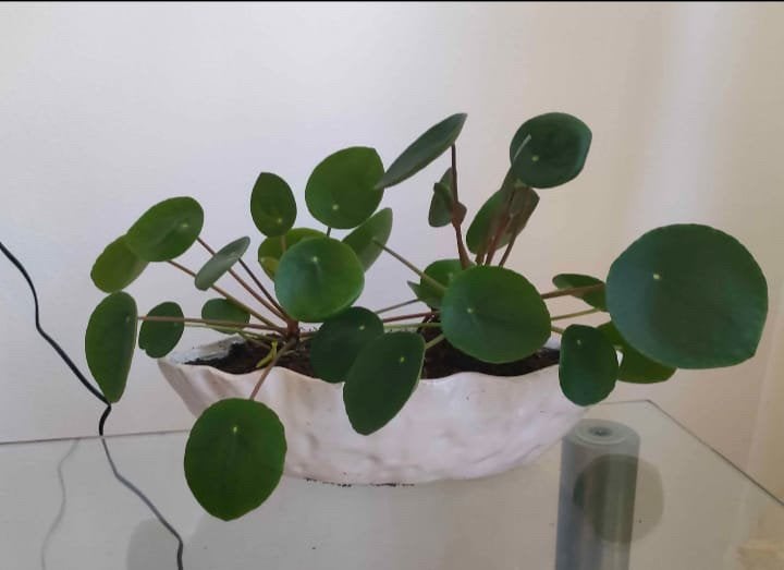 Pannenkoek plant, Ophalen, Halfschaduw, Minder dan 100 cm
