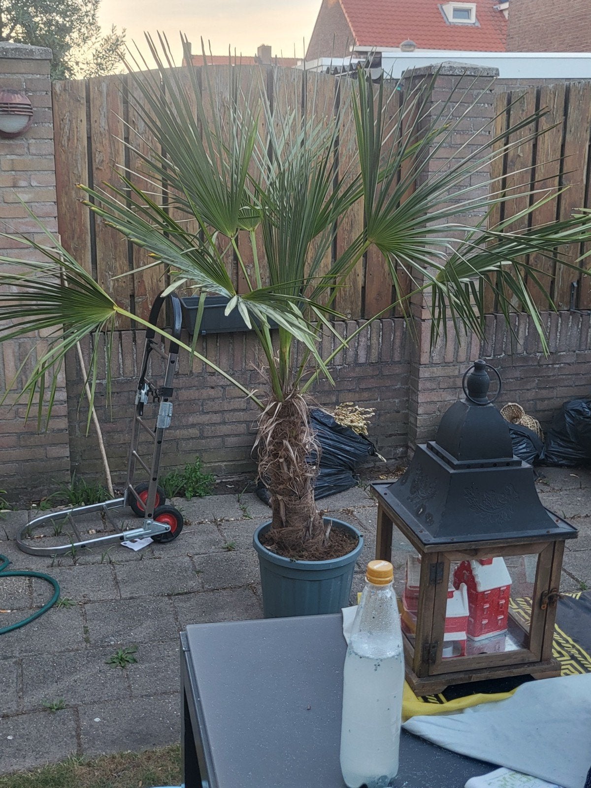 Mooie palmboom te koop, Ophalen of Verzenden