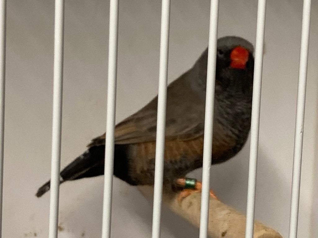 Zebravinken, Meerdere dieren, Tropenvogel