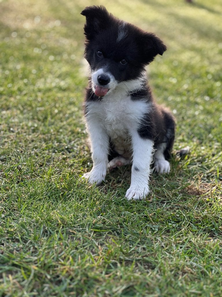 Border Collie reutjes, België, Particulier, Reu, CDV (hondenziekte)