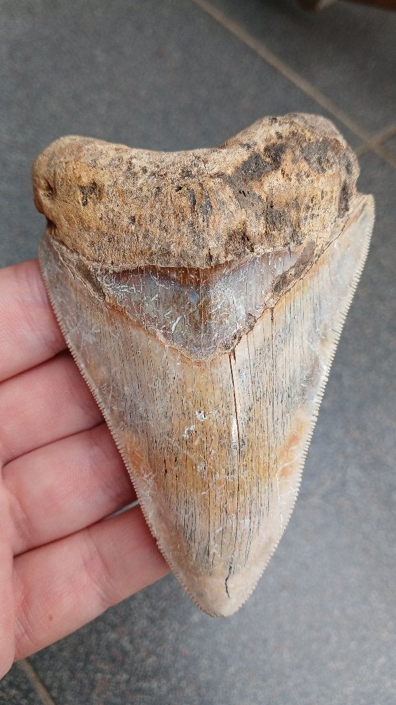 Megalodon haaientand met prachtige kleuren fossielen, Verzamelen, Ophalen of Verzenden, Fossiel