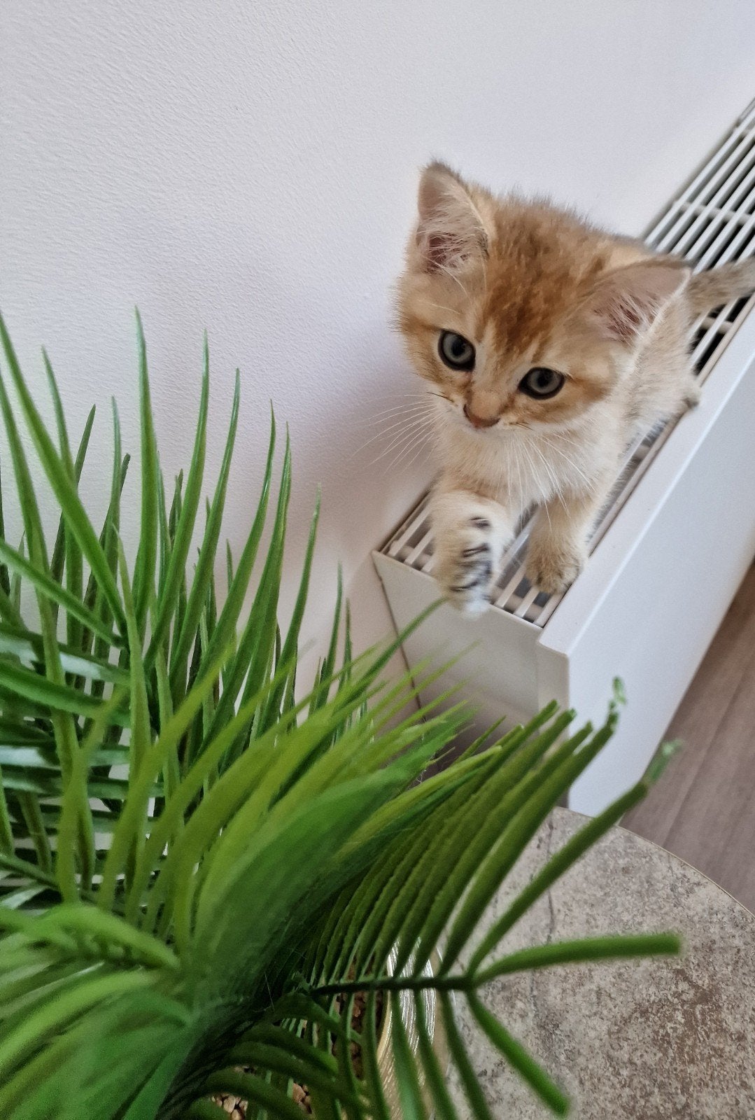 Prachtige Britse Korthaar Kittens | Black Golden Shaded | 🐈, Meerdere dieren, Ontwormd, 0 tot 2 jaar