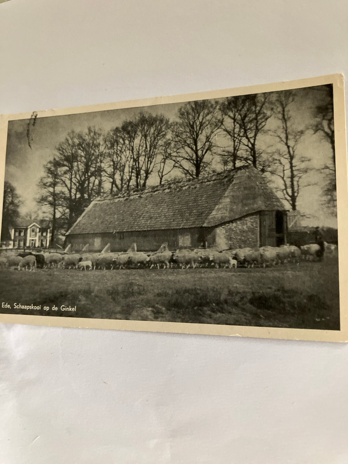 Oude Ansichtkaart Ede, Schaapskooi op de Ginkel, Ophalen of Verzenden, 1940 tot 1960, Gelopen, Gelderland