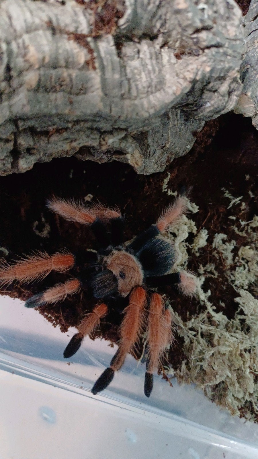 Brachypelma boehmei (Mexican Fireleg Tarantula), Spin of Schorpioen