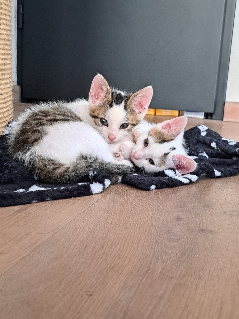 Lieve aanhakelijke kittens, Meerdere dieren, Kortharig, 0 tot 2 jaar