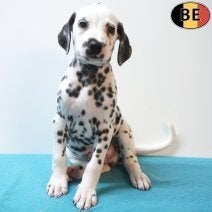 Dalmatiërs  – speelse pups, Dieren en Toebehoren, België, Dalmatiër, Handelaar, CDV (hondenziekte)