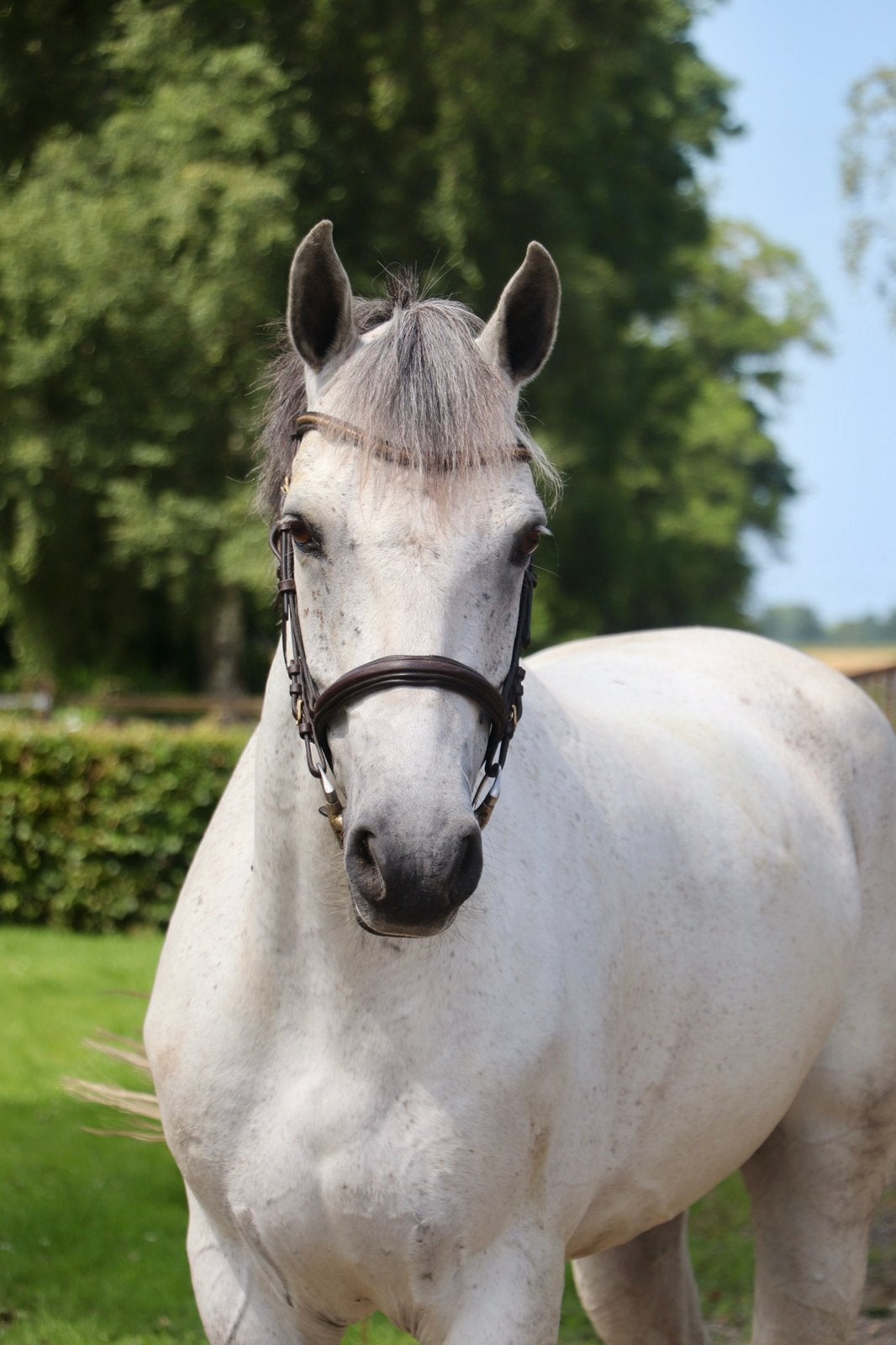 Rathroe Boy – 2017 | 157 cm | Top Connemara Eventingpony, E pony (1.48m - 1.57m), Met stamboom, Ruin, M